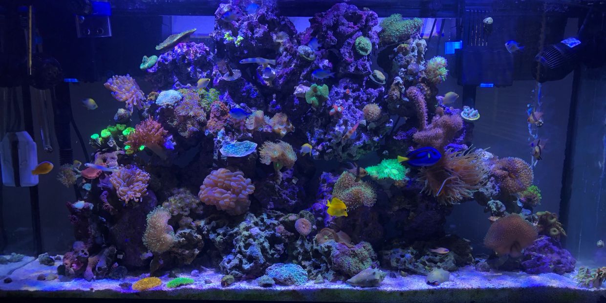 Saltwater Aquarium Hydronaut Aquatics LLC.